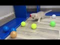 You Laugh You Lose 🤣 Funniest Cats and Dogs 2023 😸🐶 Part 20