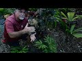 Rare Palms! - Licuala Sallehana and Licuala Mapu