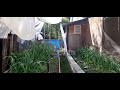 Garden it's To Hot here already very short Video Hope You Like it😁😁😁😁 Please  Subscribe 👍or👎R bell