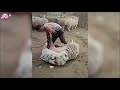10 Minutes Most Satisfying Videos of Fastest Workers Doing Their Job Perfectly ▶70
