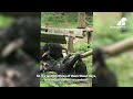 Peaceful Retirement of The Oldest Moon Bear - Rescue Story - Geriatric Care - Lifelong Care