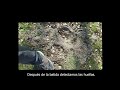 VIDEO DE OSO PARDO ENMEDIO DE UNA BATIDA CON PERROS (PIRINEOS)