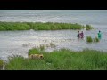 Close Encounter: Grizzly Bear Meets Fishermen in Katmai, Alaska