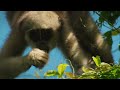 Full Documentary | Brazil's Atlantic Forest | Wildlife of Mata Atlântica