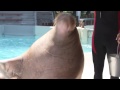 Do you know how playful walruses are?