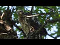 Wildlife --Coopers Hawks