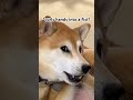 Shiba Will Never Escape the Knucklesandwich