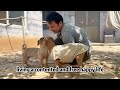 An abandoned dog waiting its owner in old house, its eyes swollen with a tumor and refuses to leave