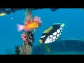 COME DIVE WITH ME IN THE MALDIVES 2 HR UNDERWATER RELAXATION INDIAN OCEAN VIDEO