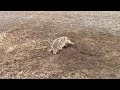 Coyote Trapping..........New Years Day Coyote and Raccoon