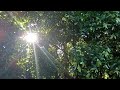 Moments In Nature | The Home Jungle | Wild Jungle Relax | Nature Forest Travel