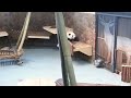 花宝在内舍躲起来吃笋笋【Panda：♀和花He Hua】成都大熊猫繁育研究基地#大熊猫 #panda