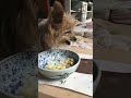 老犬コローさんのおやつ