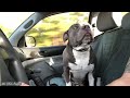 Riggs Explores Raven Rock East Loop Bridle Trail & Cools Off In Avents Creek