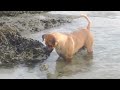 Homeless dogs love to chase fish in the tidepools