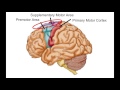 Music Therapy and its Impact on the Brain | Elizabeth Stegemöller | TEDxIowaStateUniversity