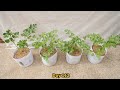 How to Grow Strong Flavor Parsley from Seed