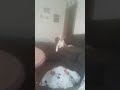 Dog vs dog combat