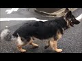 ジャーマンシェパード犬お迎えに参ります German Shepherd dog