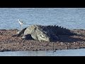 Le lac Kariba, découverte de la faune