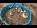 Happy like a Duck! [Cute Ducks Bathing] 90 Seconds of Pure Mood Lifting Happiness