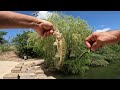 FISHING San Antonio RIVERWALK 4th of JULY 24'