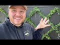 Is Espalier Worth It? Maintenance || Visit Our Garden