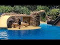 Sea Lions Show (Loro Parque Tenerife 2021)