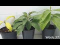 Growing Avocado Trees From Seed - 1 YEAR Timelapse