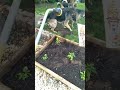 German Shepards playing with water