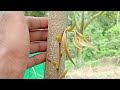 grafting durian teknik sambung sisip 100 berjaya !! viral