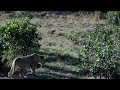 Lions Walking by Jeep