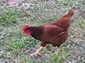 Pocahontas the Supermodel Chicken foraging in the front yard. Pt.1