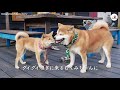 The Story of a Shiba Inu Who Couldn't Trust Anyone and His Owner Who Poured All His Love into Him