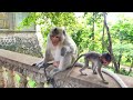 Wow...!Watch the video of the monkey and really happy now that they are taking care of their father.
