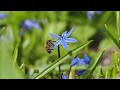 Insects in Slow Motion with OM SYSTEM OM-1