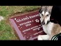 Endearingly a Dog Cries at a Tombstone