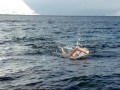 Searching for Reindeer: Swimming in the Arctic Ocean