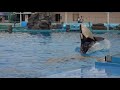 So cute orca waiting for skinship ナデナデを待つシャチが可愛すぎる@名古屋港水族館2017年9月