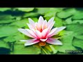 No Copyright Meditation Music /Yoga Music