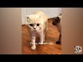 You Laugh You Lose 😍 Funniest Cats and Dogs 2024 😸🐶...#cutecatdog #funniestcats #funniestdogs part 6