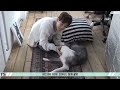 BTS (방탄소년단) with animals - Cute moments