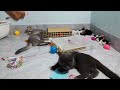 The FUNNIEST Dogs and Cats Shorts Ever😽🐶You Laugh You Lose🐶