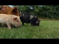 The Truth About Micro Pigs: Full Grown Micro Pigs