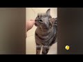 FUNNIEST CAT AND DOG VIDEOS 2023 #23
