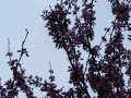 Spring 2019 in red bud trees