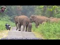 #Elephant# #Chasing#  #Bike Rider# (Full Story)