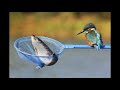 Kingfisher photography