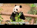 (SUB) Panda Sleeping In The Most Unique Pose Around The World│Panda Family🐼