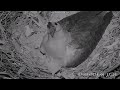 Sea EagleCAM ~Bielik białobrzuchy, Sydney - witamy pierwszego maluszka SE33 🐥🥚 2024 08 07